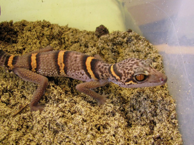 Гониурозавр Луи  (Goniurosaurus luii )